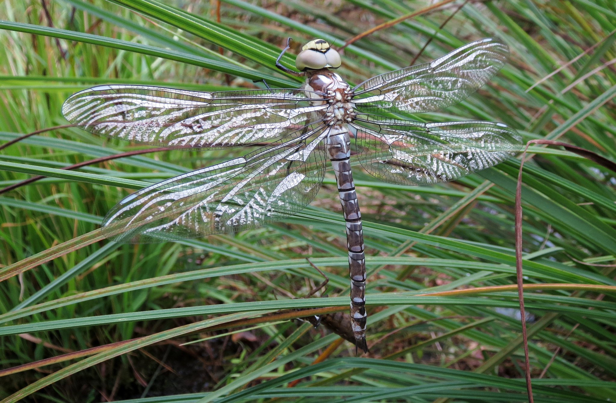 Canon PowerShot ELPH 520 HS (IXUS 500 HS / IXY 3) sample photo. Dragonfly drying its wings photography