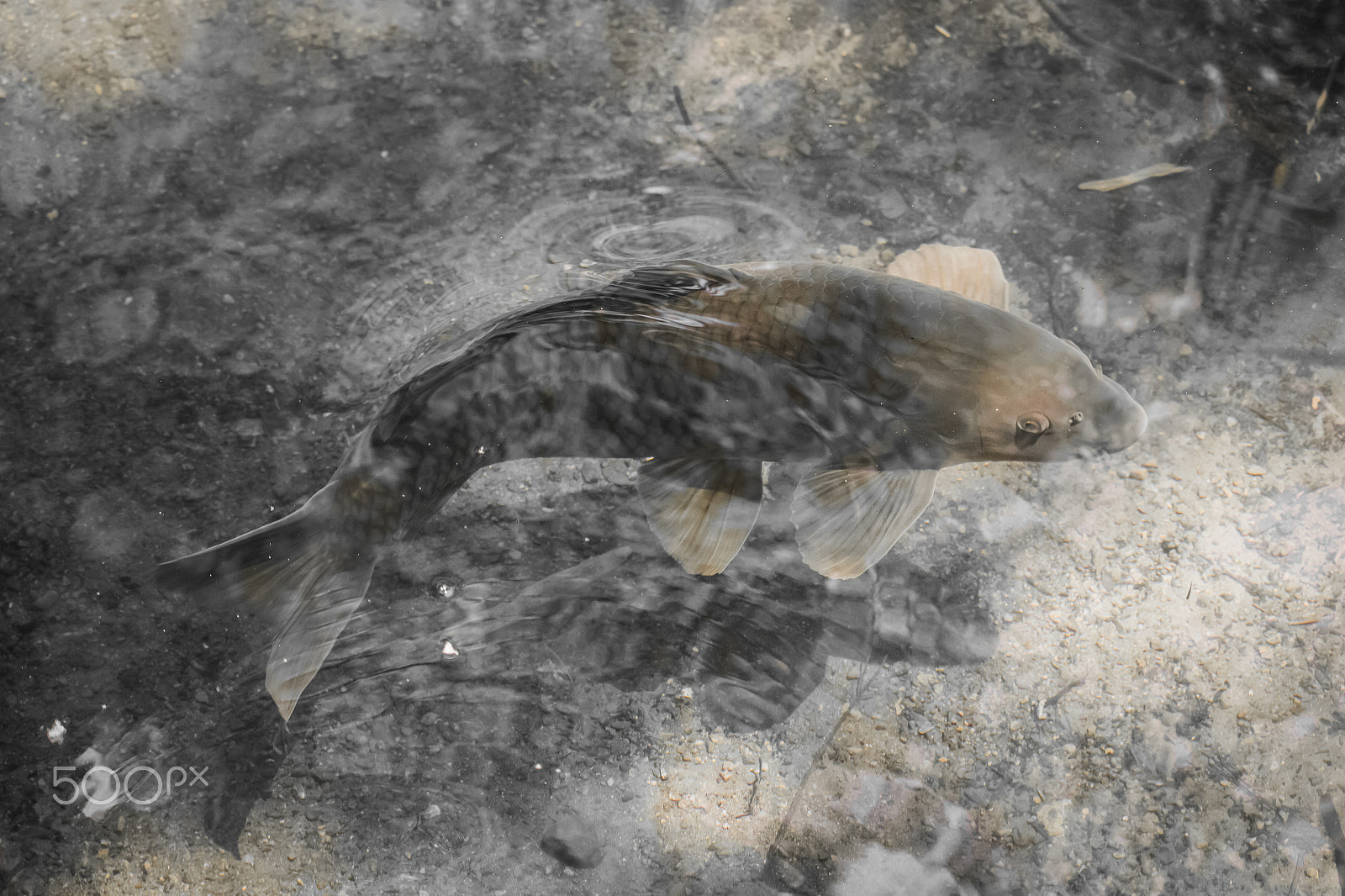 Canon EOS 700D (EOS Rebel T5i / EOS Kiss X7i) sample photo. Carp photography