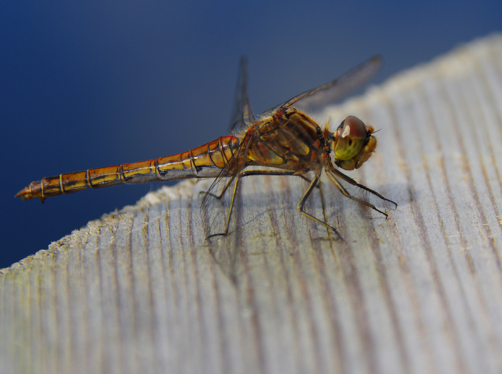 Pentax K-5 II + Sigma 18-250mm F3.5-6.3 DC Macro OS HSM sample photo. Dragonfly 1 photography