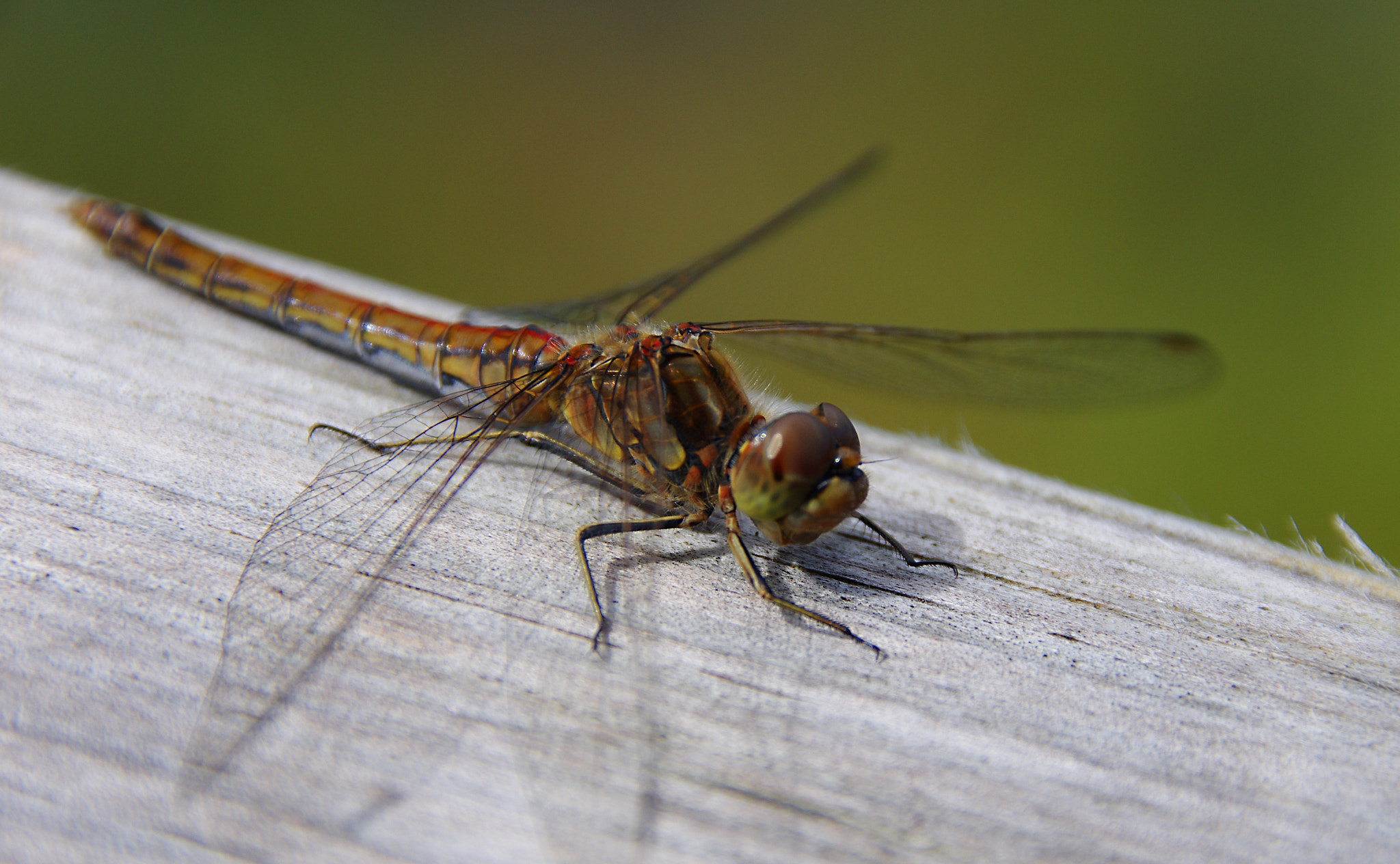 Pentax K-5 II + Sigma 18-250mm F3.5-6.3 DC Macro OS HSM sample photo. Dragonfly 3 photography