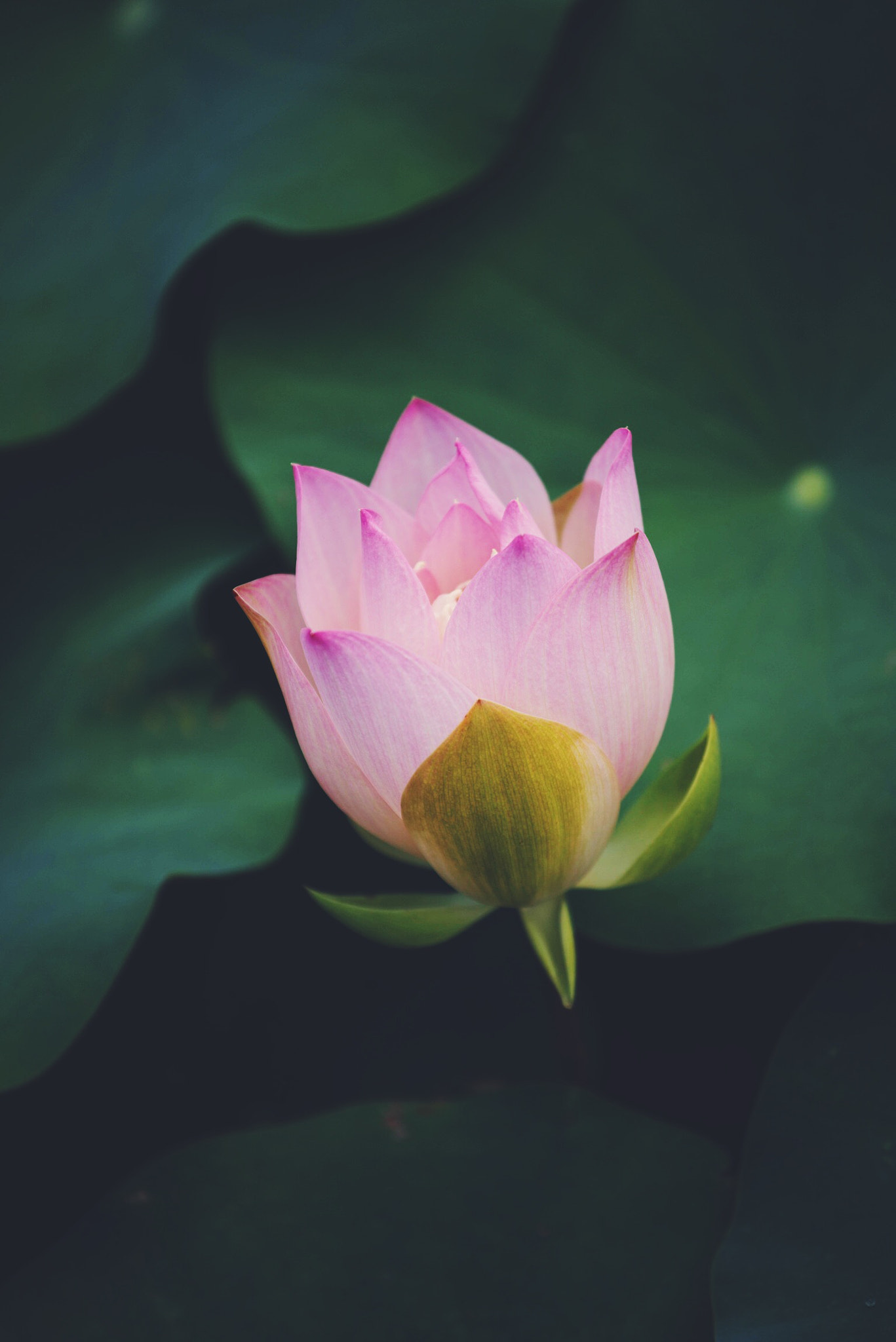 Sony a7R II + Canon EF 70-200mm F4L USM sample photo