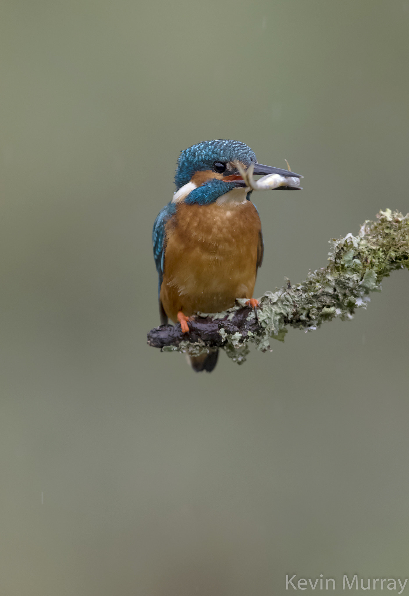 Canon EF 300mm F2.8L IS USM sample photo. Kingfisher portrait photography