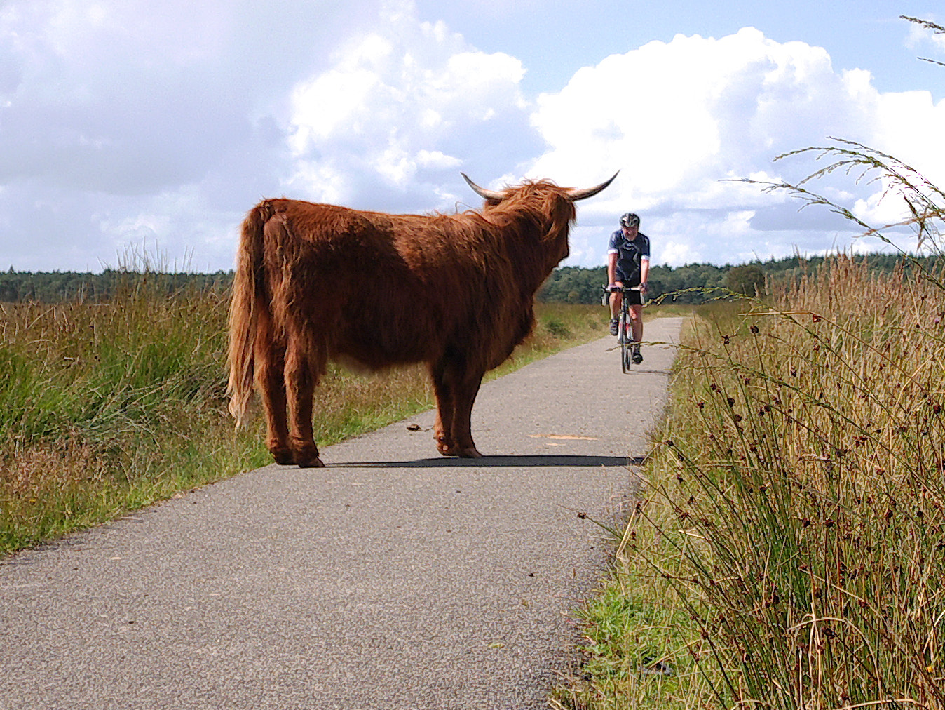 Panasonic Lumix DMC-G7 + Panasonic Lumix G Vario 7-14mm F4 ASPH sample photo. Cow and bike photography