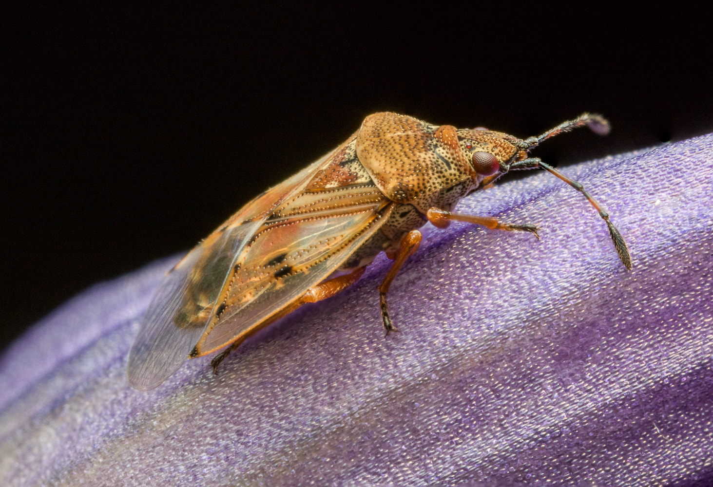 Canon MP-E 65mm F2.5 1-5x Macro Photo sample photo. Kleidocerys resedae photography