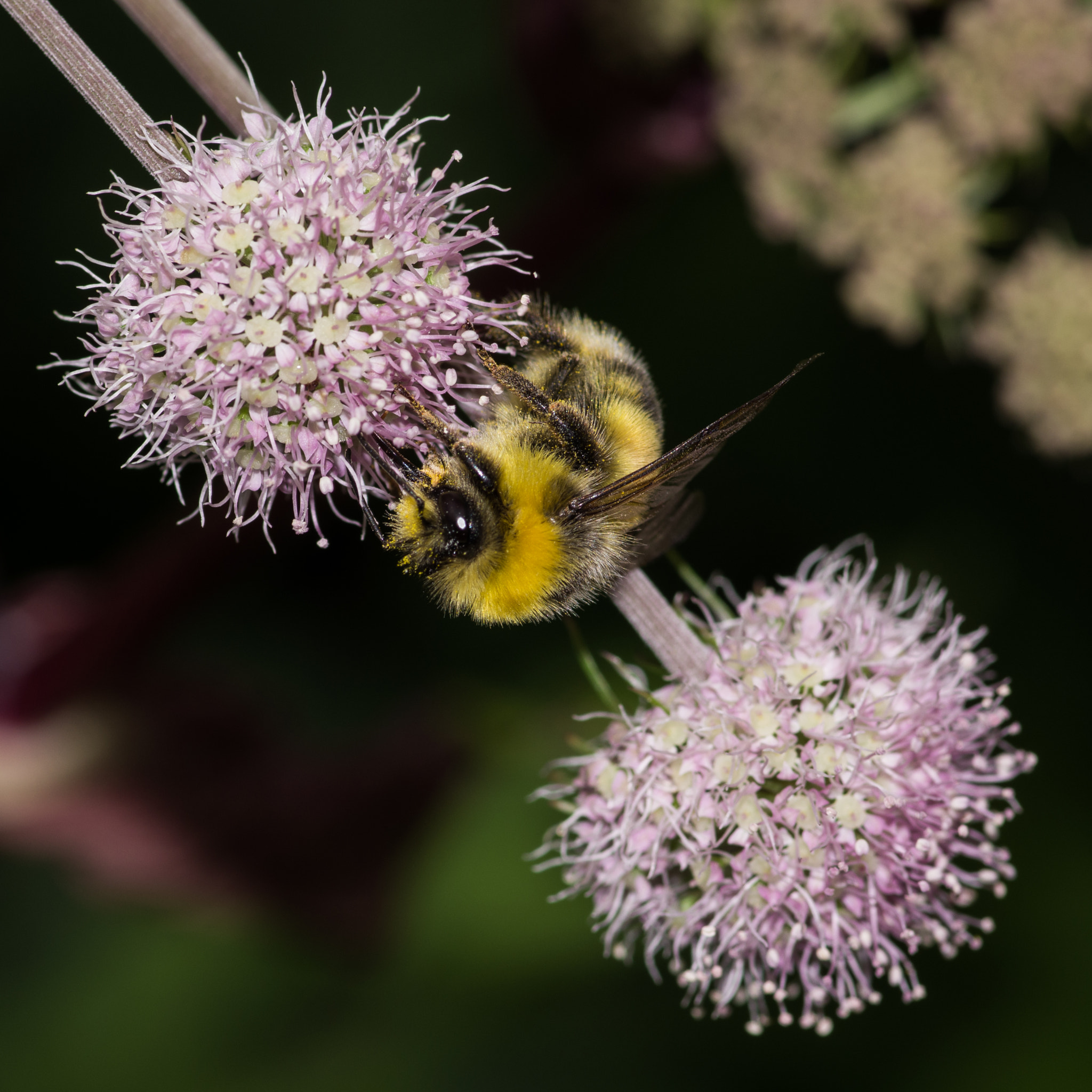 Pentax K-5 sample photo. A bee photography