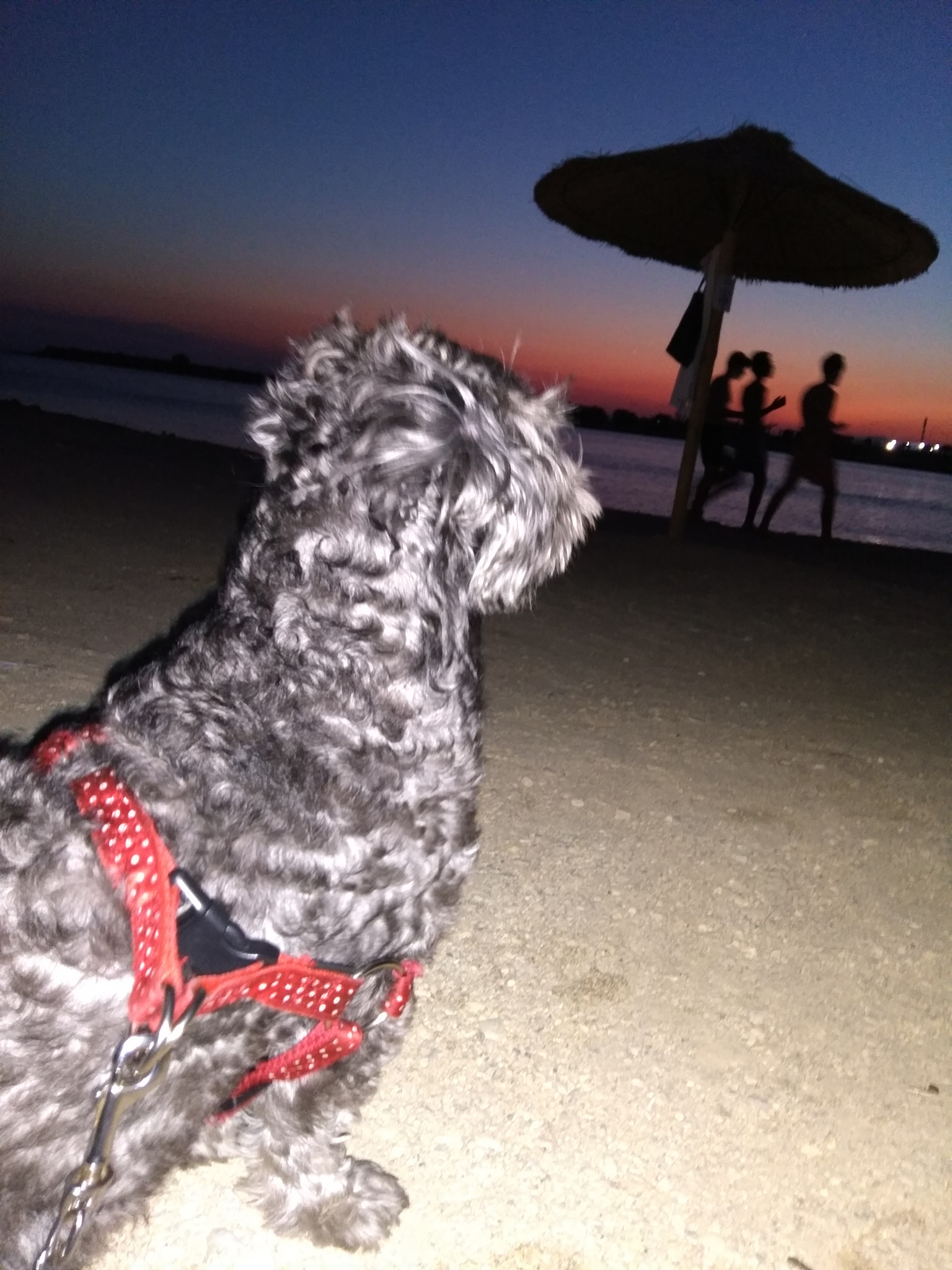 Letv Le 1 Pro sample photo. Not just a dog  photography
