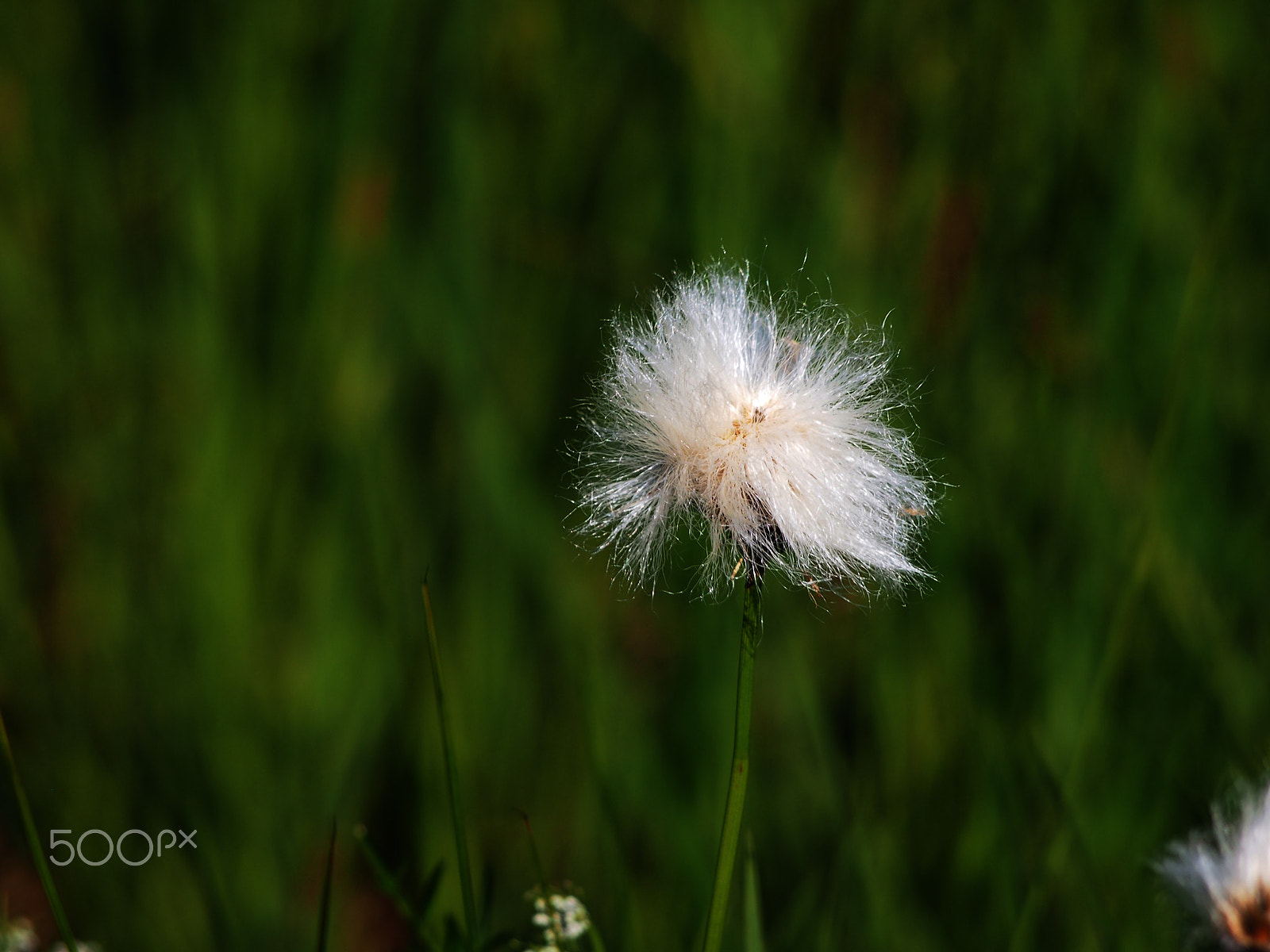 Panasonic Lumix G Vario 45-200mm F4-5.6 OIS sample photo. Cotton grass photography