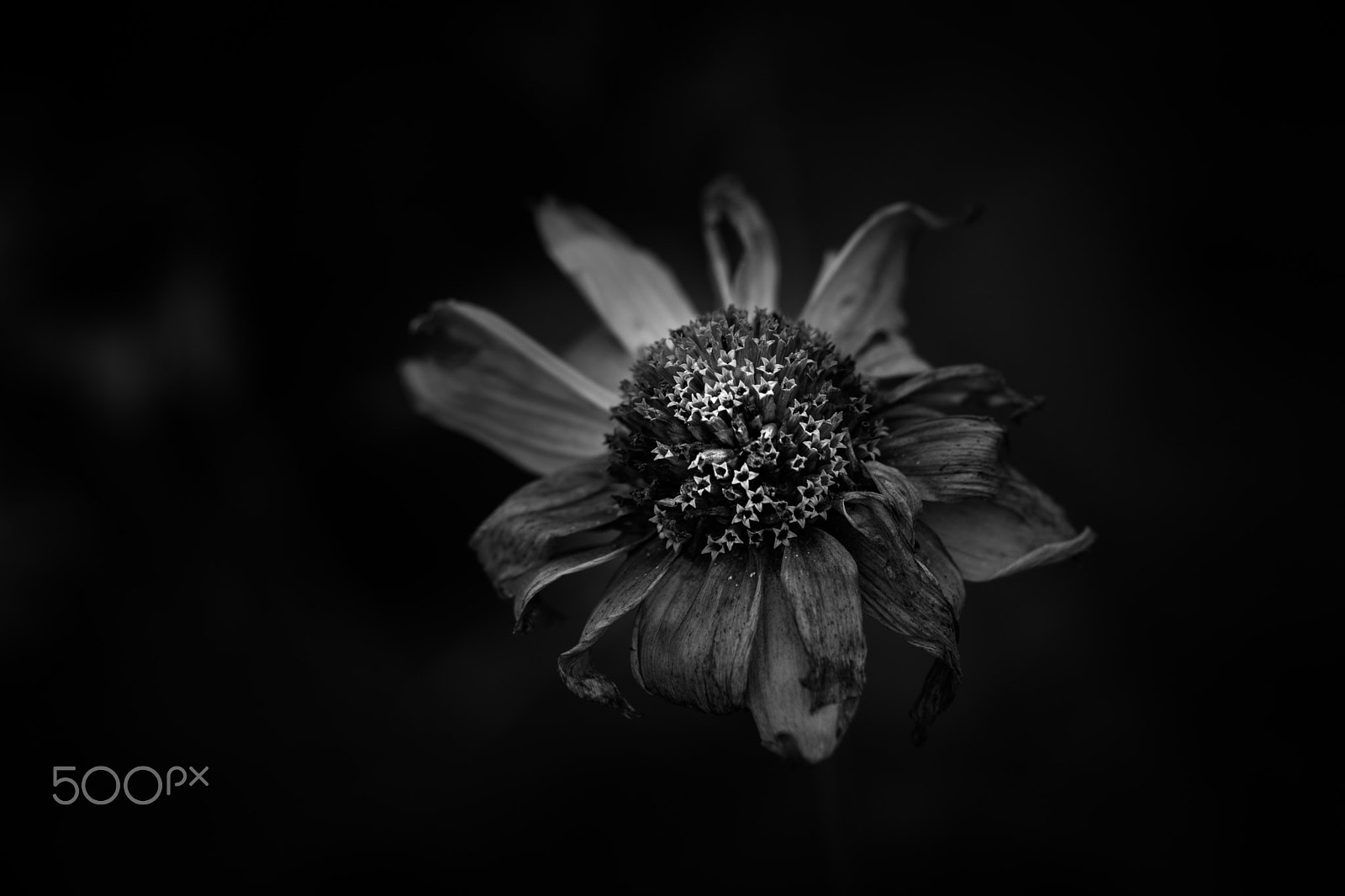Sony a99 II + Sony 100mm F2.8 Macro sample photo. 朽花の想い photography