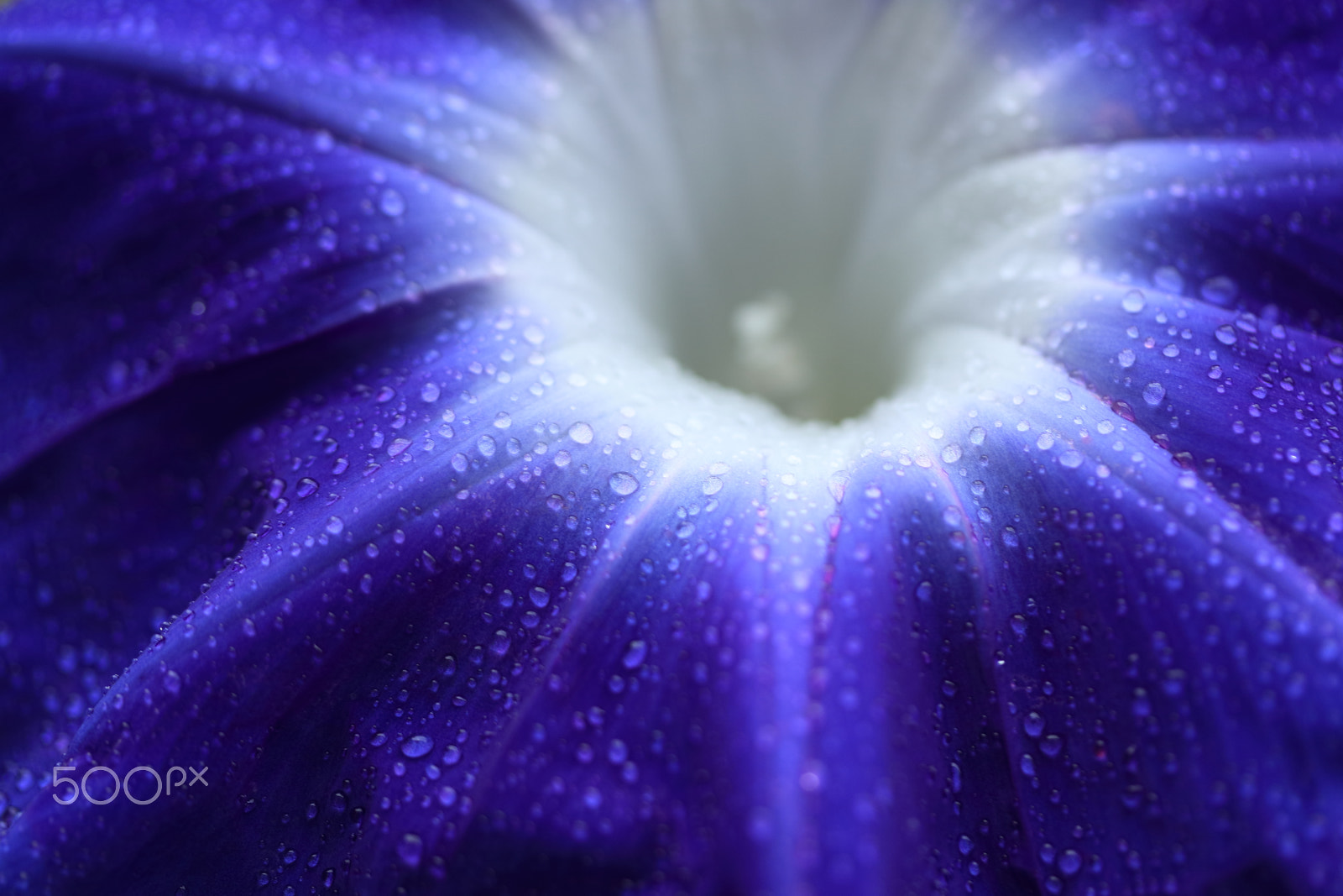 Canon EF-S 60mm F2.8 Macro USM sample photo. Morning glory "murasakinoue" photography
