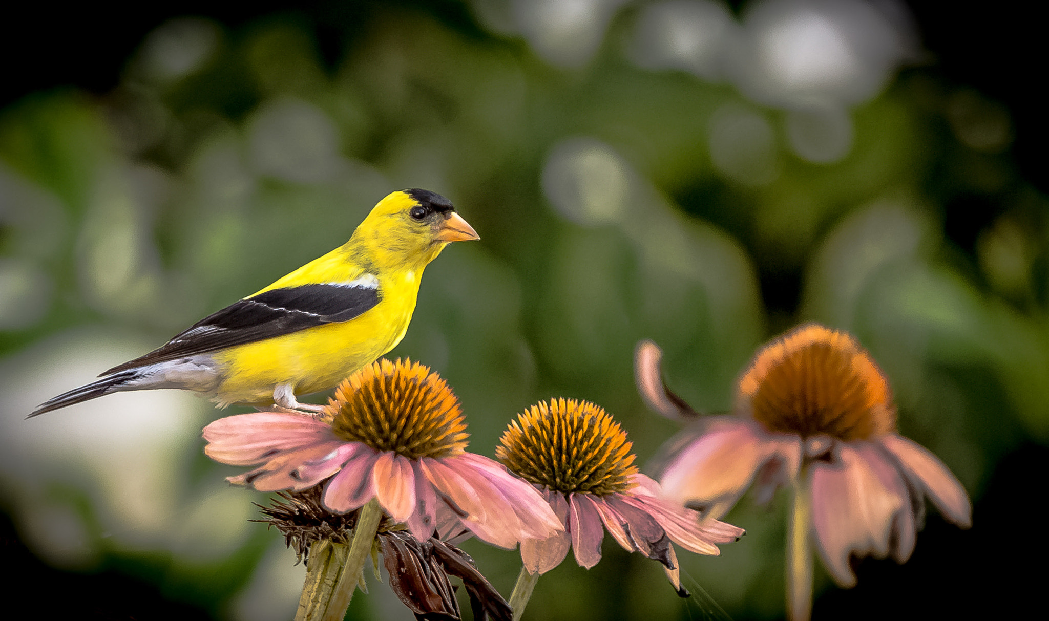 Canon EOS 6D + Canon EF 70-200mm F2.8L IS II USM sample photo. Gone to seed photography