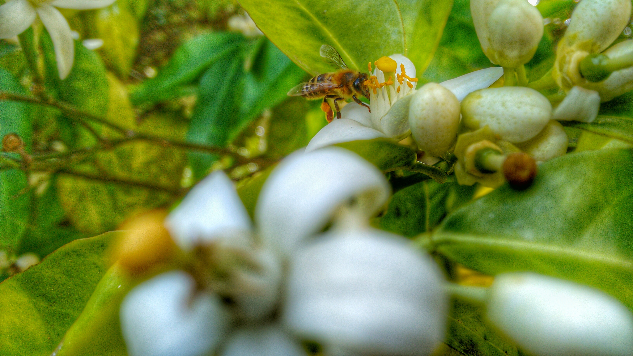Motorola Moto G 2014 sample photo. Bee on the job - @ corfu, greece photography