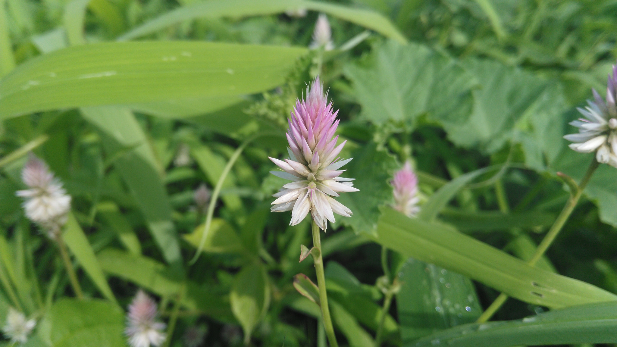 HUAWEI Che1-L04 sample photo. Wild flower of rainy season photography