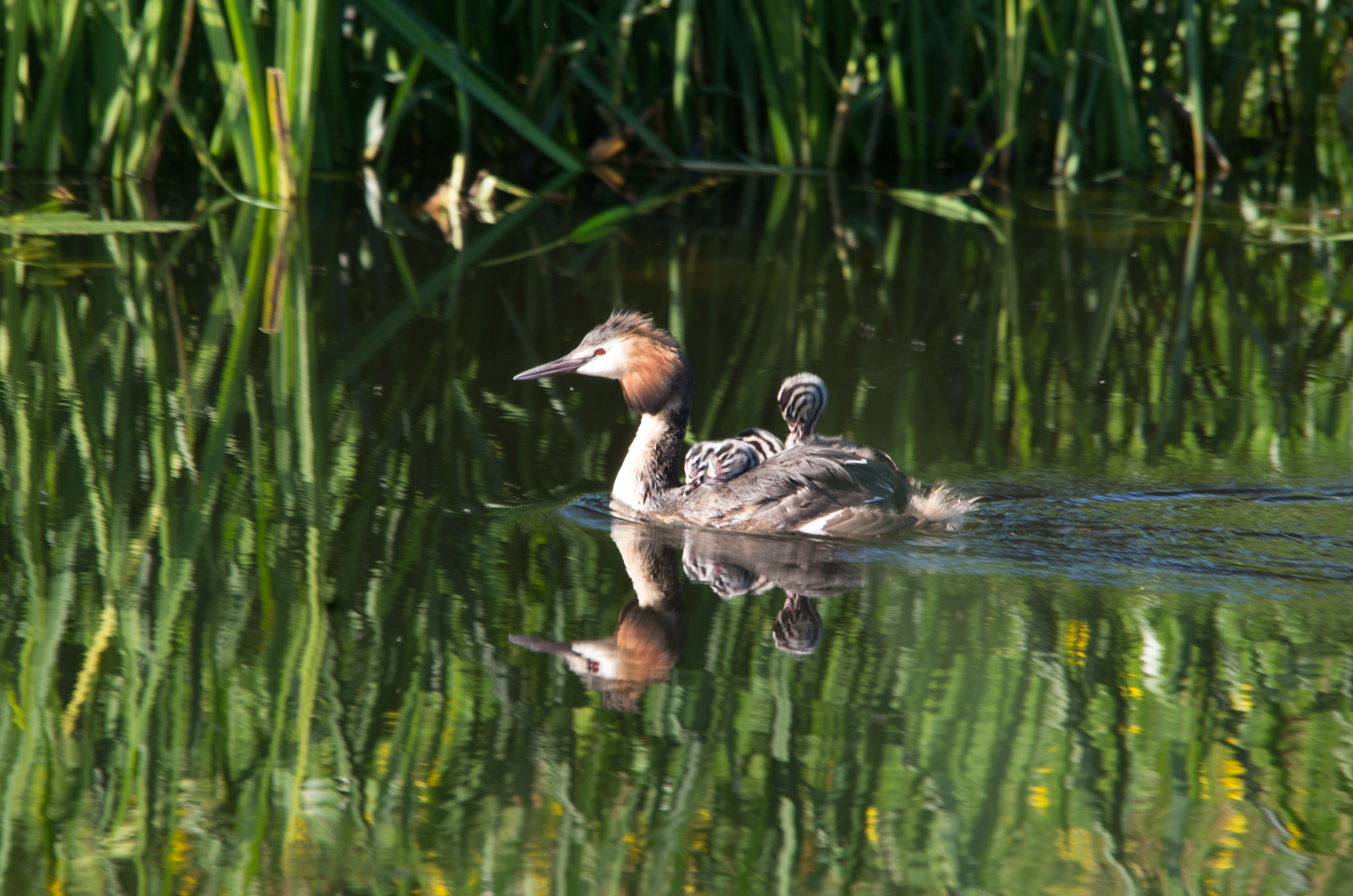 Sigma 150-500mm F5-6.3 DG OS HSM sample photo. Diverend photos off mother nature photography