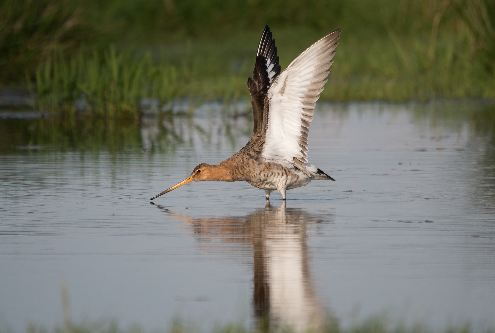 Sigma 150-500mm F5-6.3 DG OS HSM sample photo. Diverend photos off mother nature photography