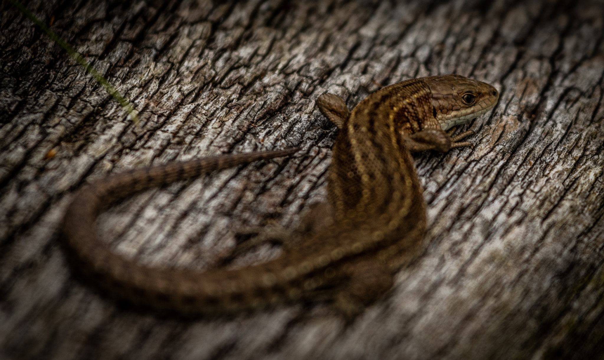 Canon EOS 5DS + Canon EF 70-200mm F4L IS USM sample photo. Lizard photography