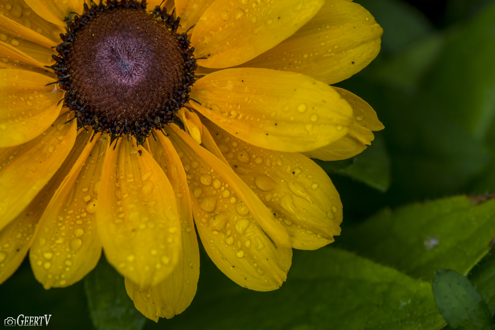 Nikon AF-S Micro-Nikkor 105mm F2.8G IF-ED VR sample photo. Wet flower photography