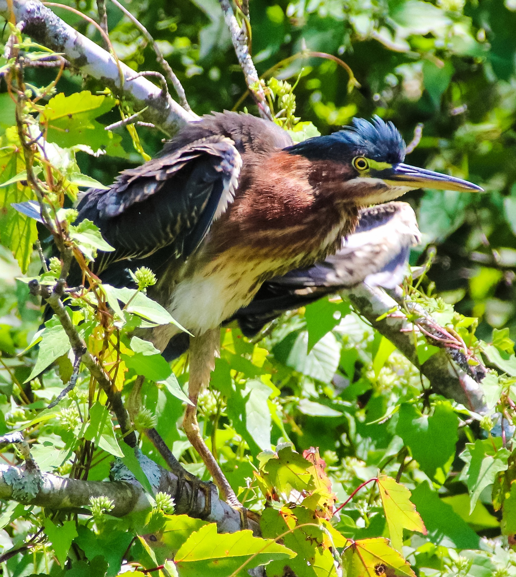 Canon EOS 760D (EOS Rebel T6s / EOS 8000D) + Canon 18-300mm sample photo. Green back heron getting ready to eat photography