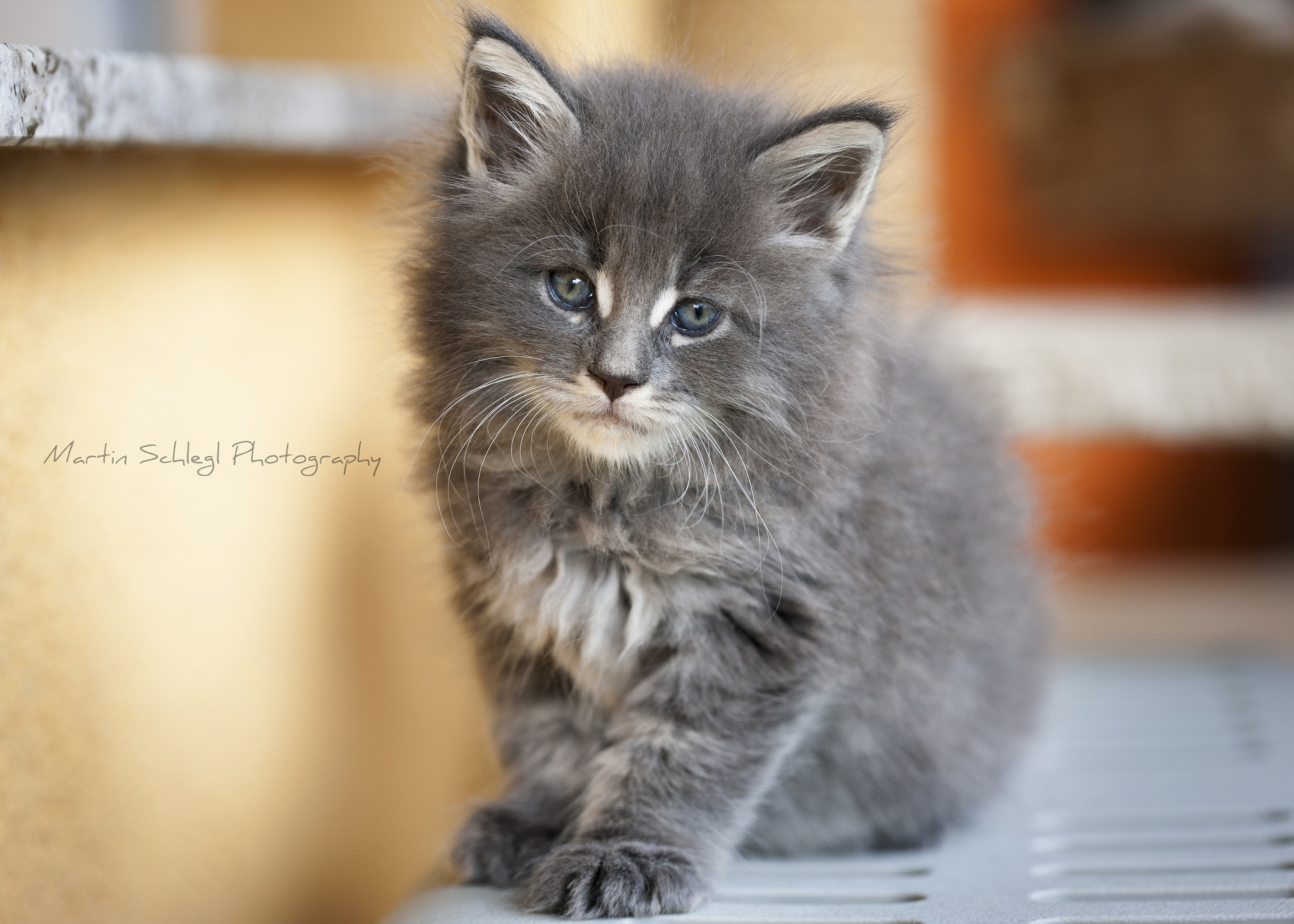 Canon EOS-1Ds Mark III sample photo. <3 photography