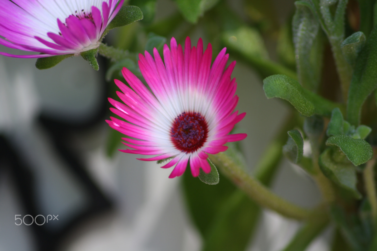 Canon EOS 1000D (EOS Digital Rebel XS / EOS Kiss F) sample photo. Vygie pink.jpg photography