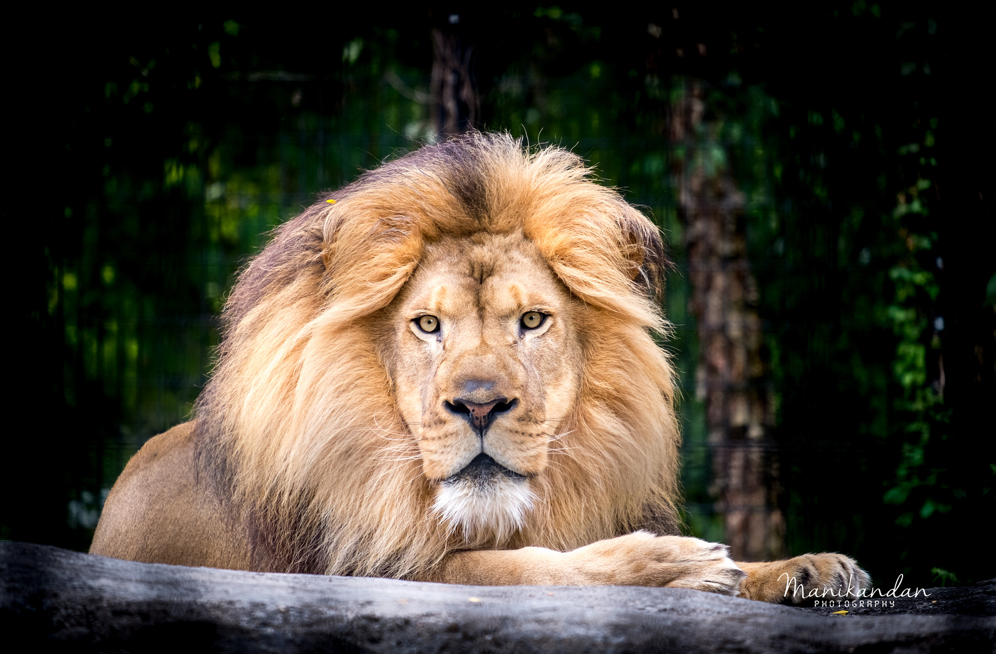 Fujifilm XF 55-200mm F3.5-4.8 R LM OIS sample photo. K i n g photography