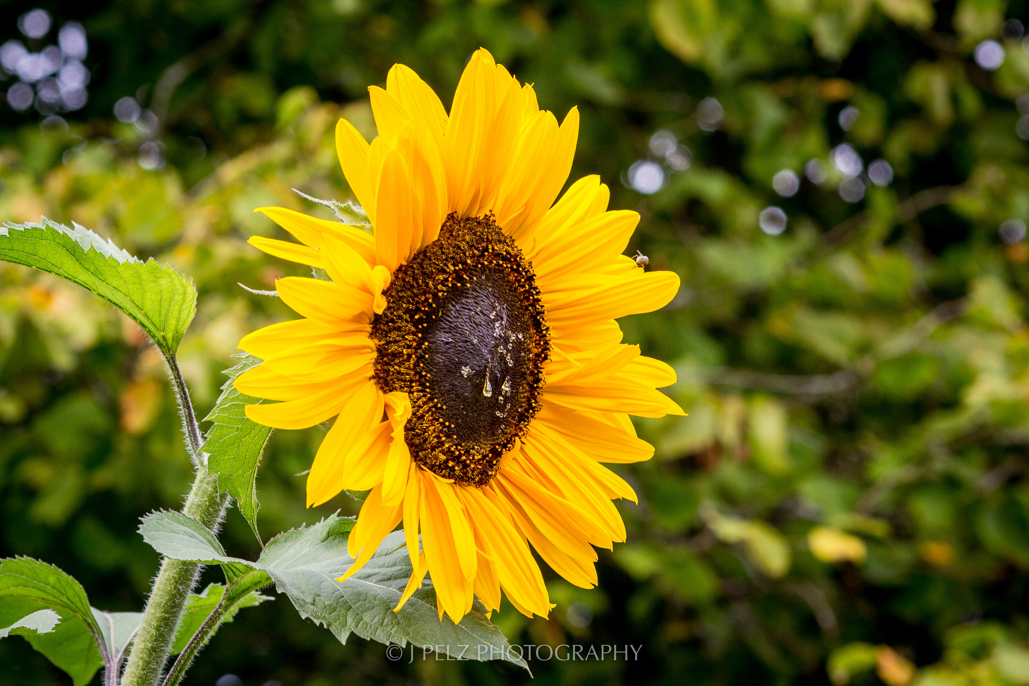 Canon EOS 60D + Canon EF 100mm F2.8 Macro USM sample photo. Sunflower photography