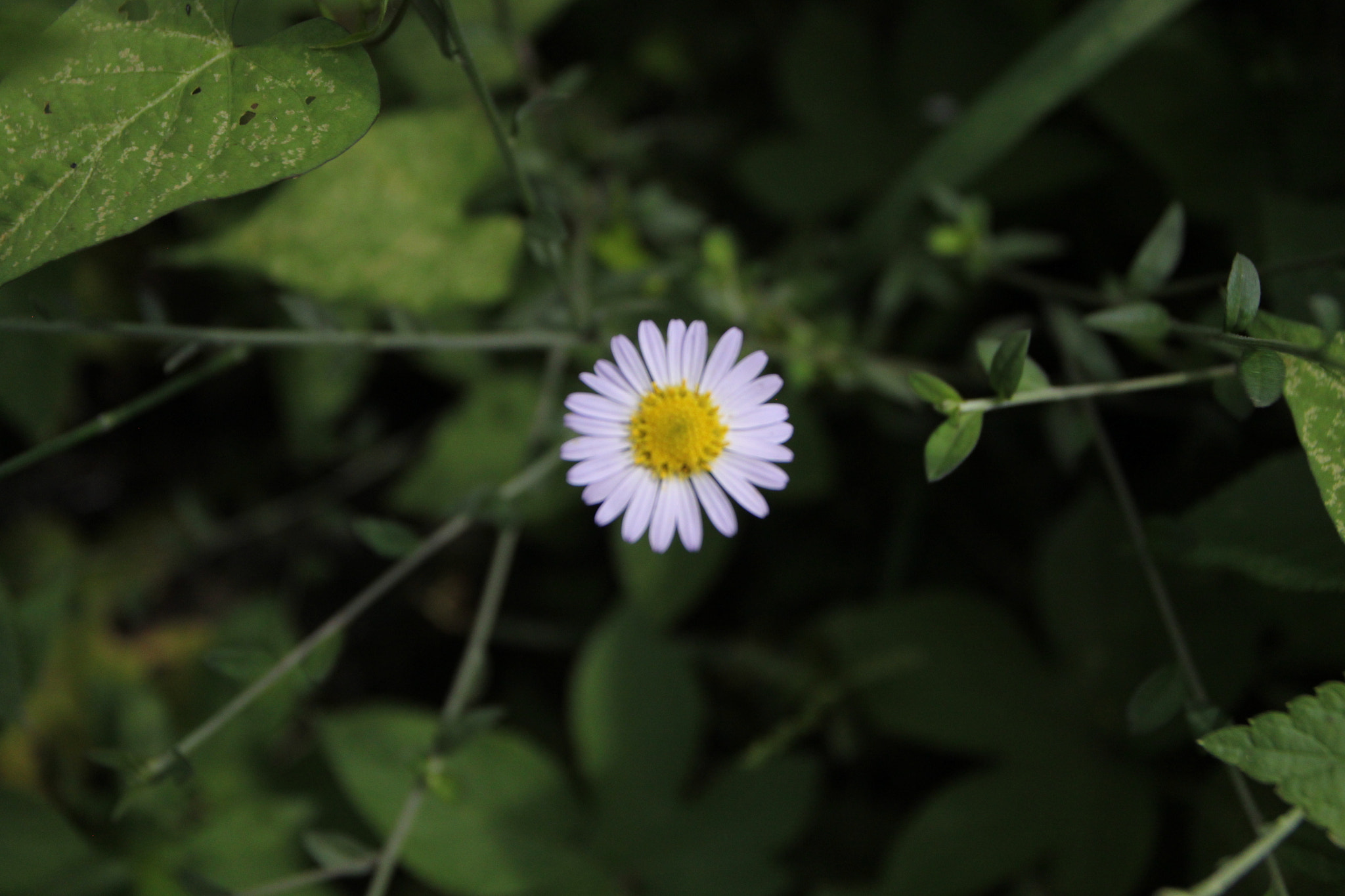 Canon EOS 500D (EOS Rebel T1i / EOS Kiss X3) + Canon EF 17-40mm F4L USM sample photo. Last in 富川 photography