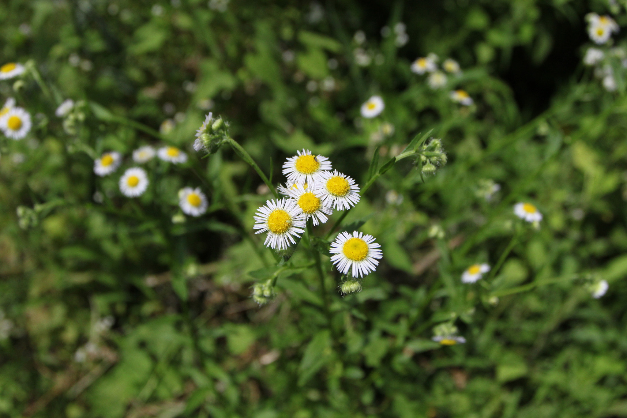 Canon EOS 500D (EOS Rebel T1i / EOS Kiss X3) + Canon EF 17-40mm F4L USM sample photo. Last in 富川 photography