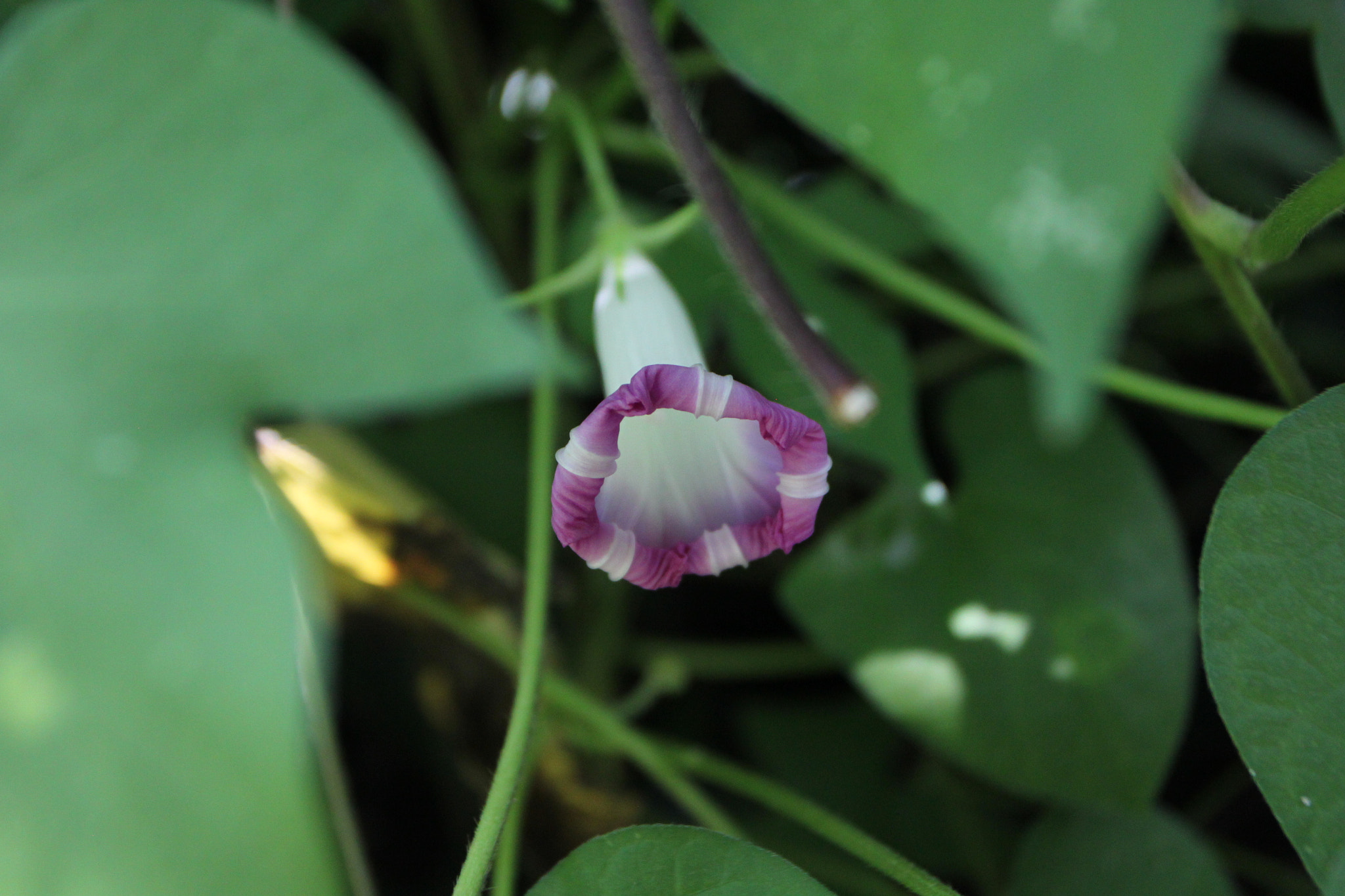 Canon EOS 500D (EOS Rebel T1i / EOS Kiss X3) + Canon EF 17-40mm F4L USM sample photo. Last in 富川 photography