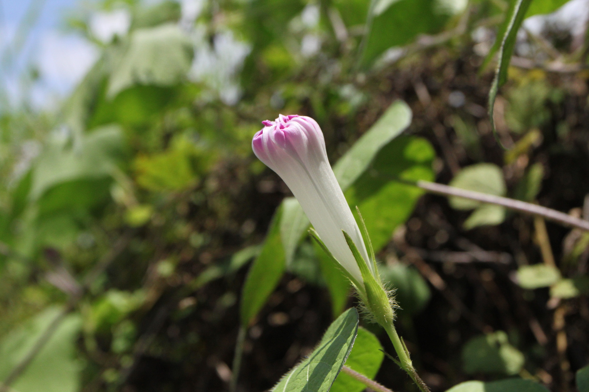 Canon EOS 500D (EOS Rebel T1i / EOS Kiss X3) + Canon EF 17-40mm F4L USM sample photo. Last in 富川 photography