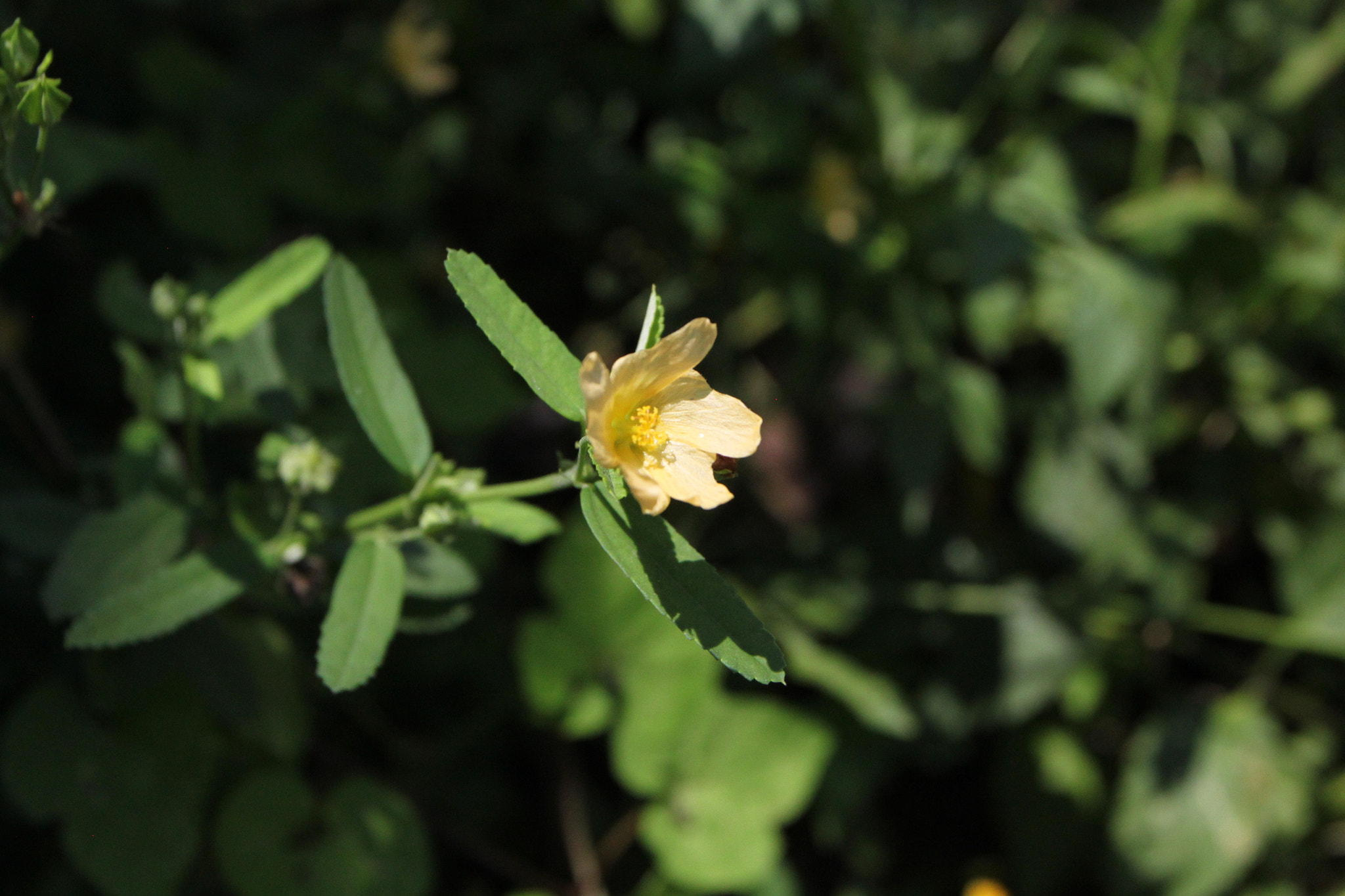 Canon EOS 500D (EOS Rebel T1i / EOS Kiss X3) + Canon EF 17-40mm F4L USM sample photo. Last in 富川 photography