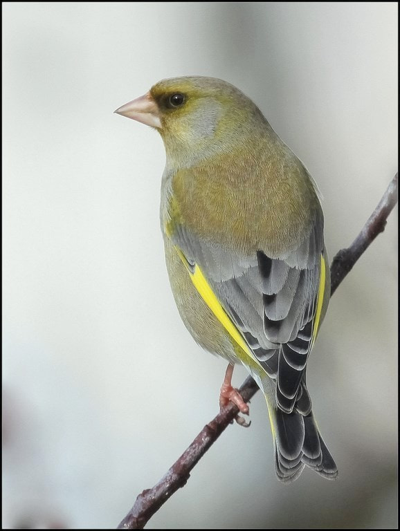 Canon EOS 7D + Canon EF 100-400mm F4.5-5.6L IS USM sample photo. Carduelis chloris photography