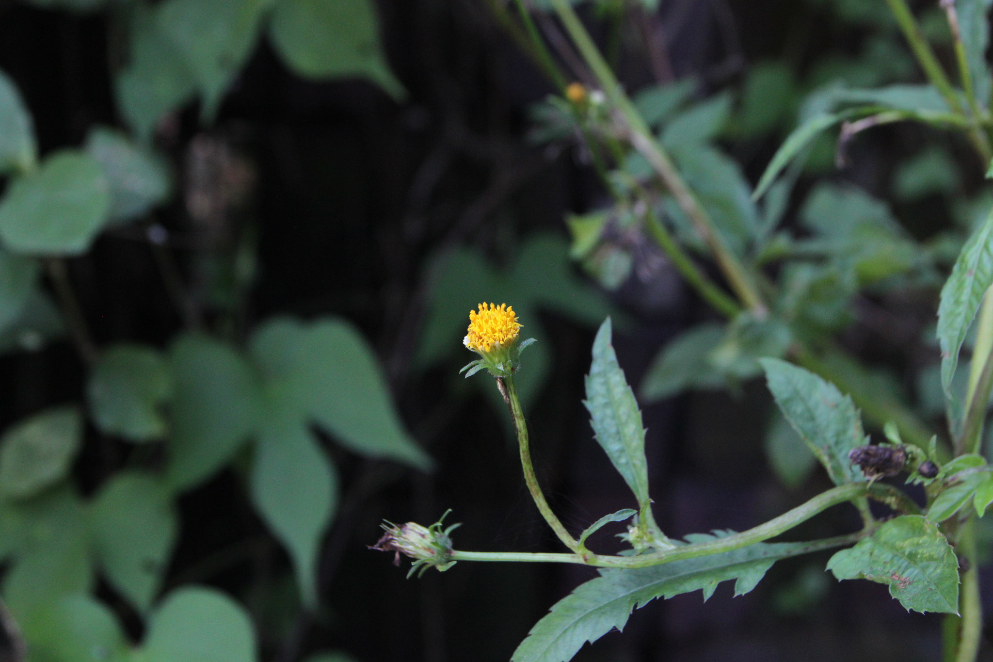 Canon EOS 500D (EOS Rebel T1i / EOS Kiss X3) + Canon EF 17-40mm F4L USM sample photo. Last in 富川 photography