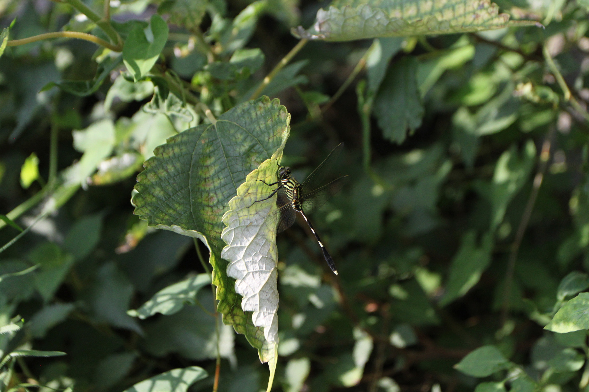 Canon EOS 500D (EOS Rebel T1i / EOS Kiss X3) + Canon EF 17-40mm F4L USM sample photo. Last in 富川 photography