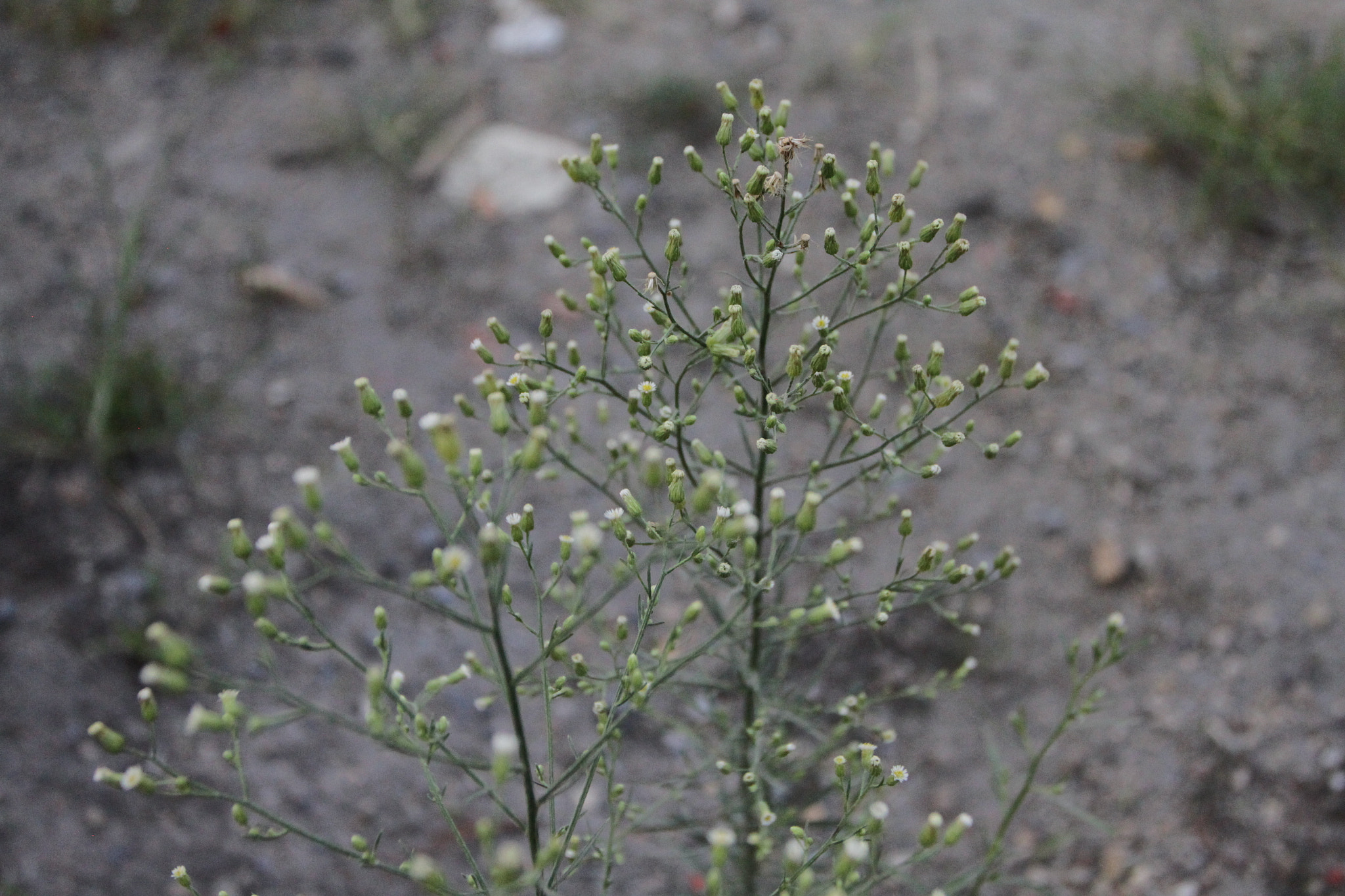 Canon EOS 500D (EOS Rebel T1i / EOS Kiss X3) + Canon EF 17-40mm F4L USM sample photo. Last in 富川 photography