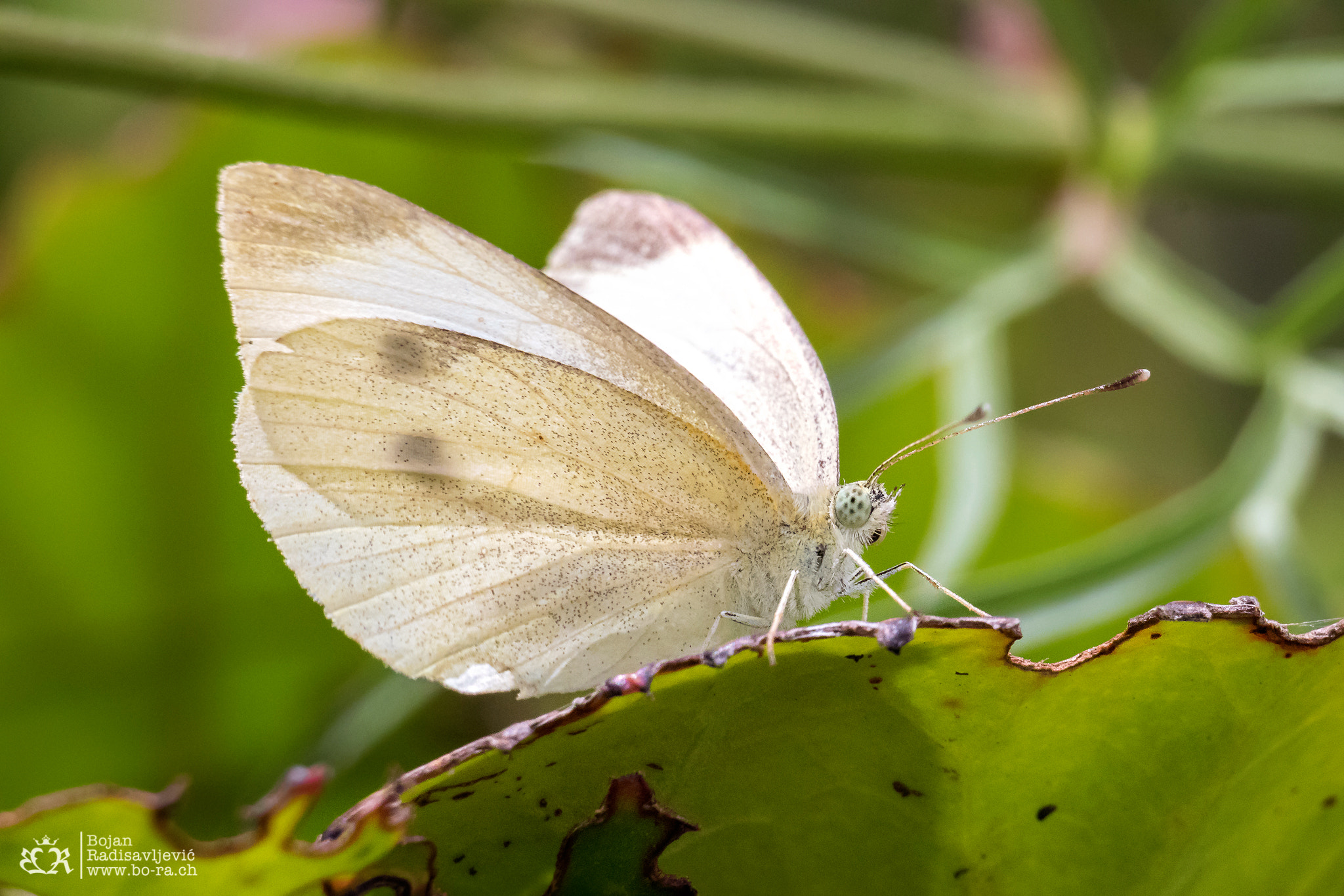 Tamron SP 35mm F1.8 Di VC USD sample photo. Kohlweissling schmetterling photography