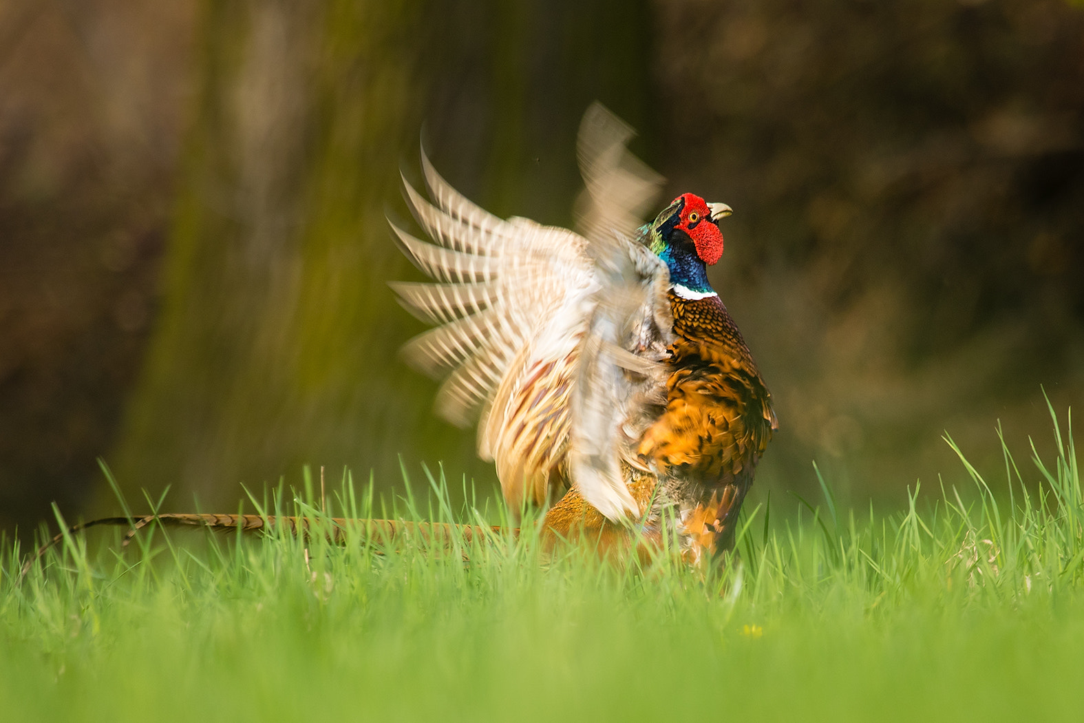 Canon EF 100-400mm F4.5-5.6L IS USM sample photo. Pheasant photography