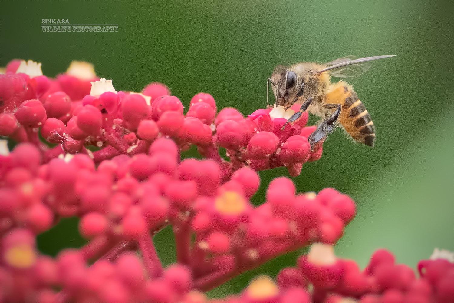 Olympus OM-D E-M1 + M.300mm F4.0 + MC-14 sample photo. Bee @ work photography