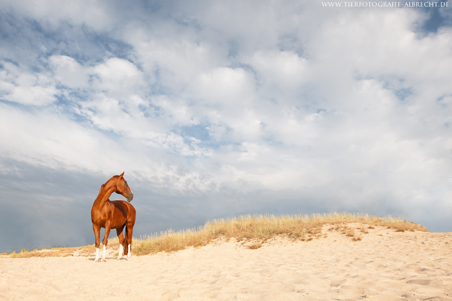 Canon EOS-1D Mark III sample photo. Freedom photography
