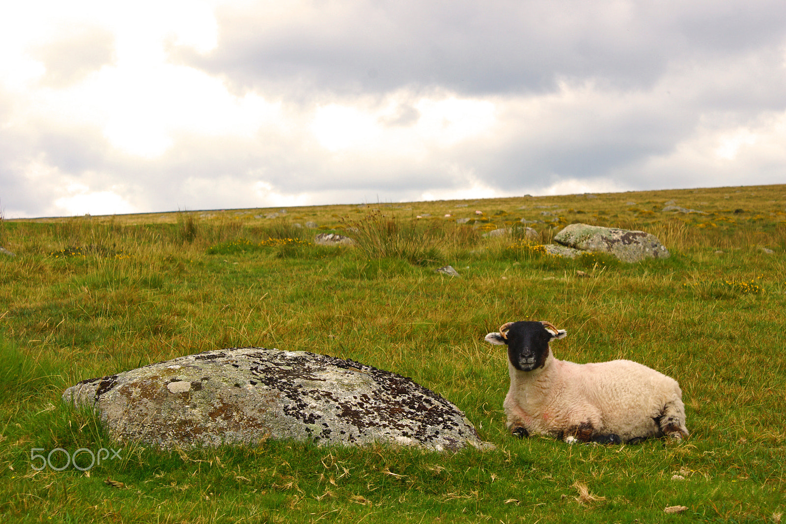 Sony SLT-A65 (SLT-A65V) + Sony DT 18-70mm F3.5-5.6 sample photo. A sheep and her pet rock photography