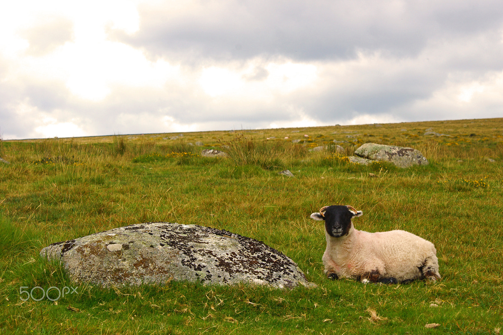 Sony DT 18-70mm F3.5-5.6 sample photo. A sheep and her pet rock photography