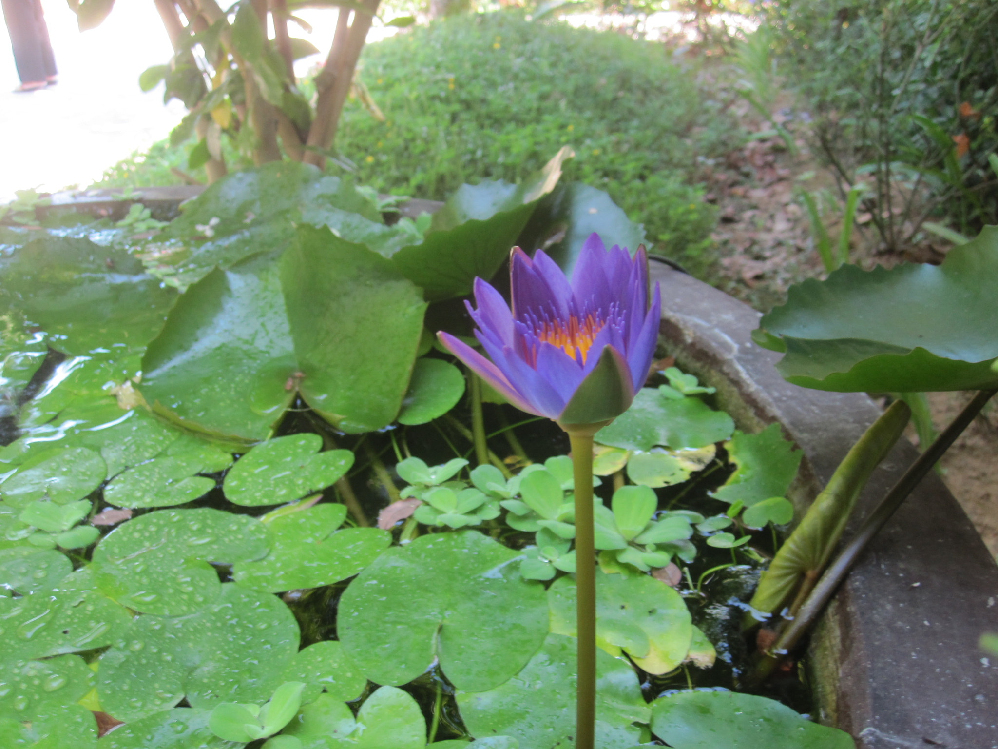 Canon PowerShot SD780 IS (Digital IXUS 100 IS / IXY Digital 210 IS) sample photo. Img_3546.jpg photography