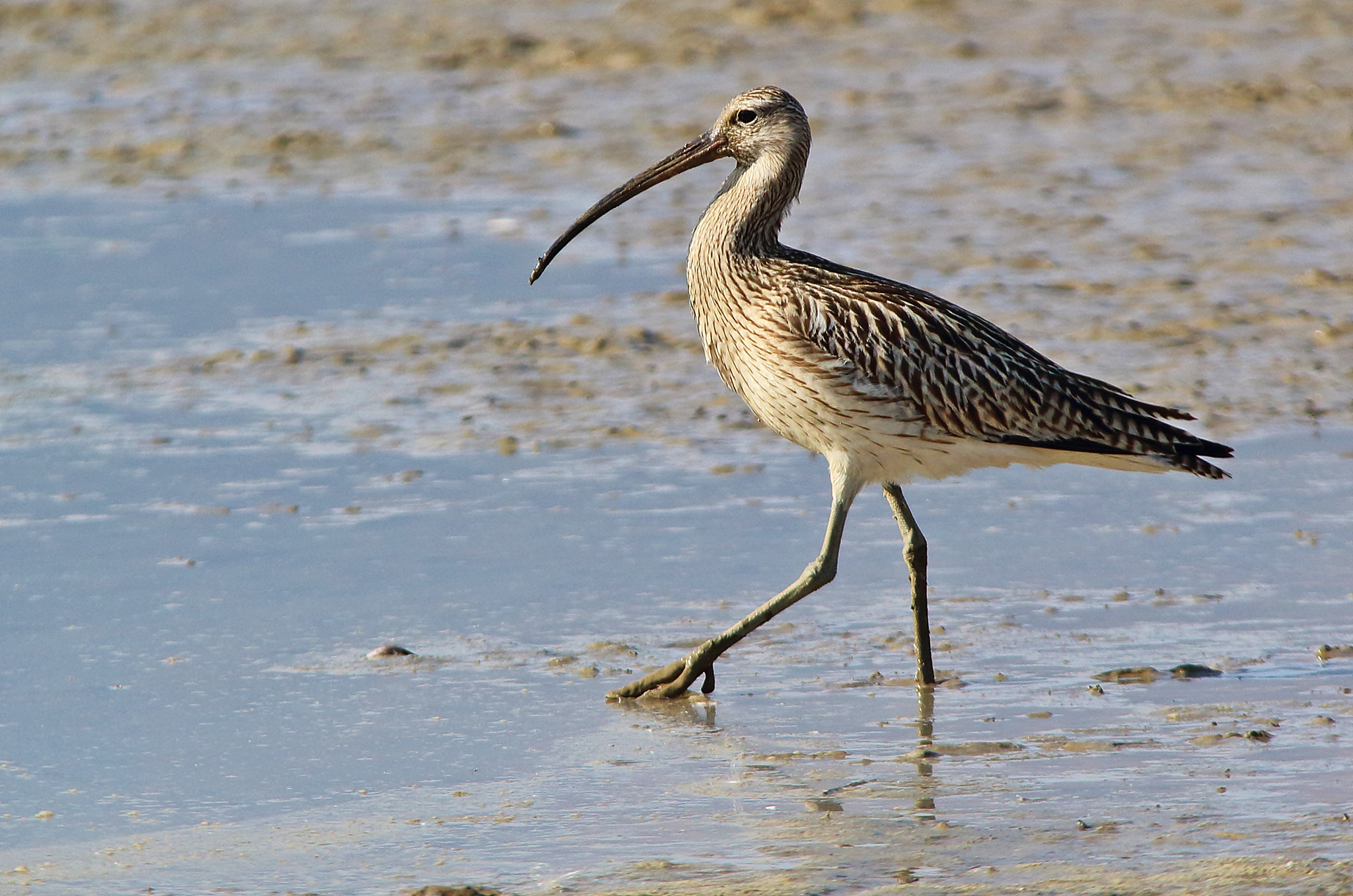 Sigma 150-500mm F5-6.3 DG OS HSM sample photo. Eurasian curlew, chiurlo maggiore photography