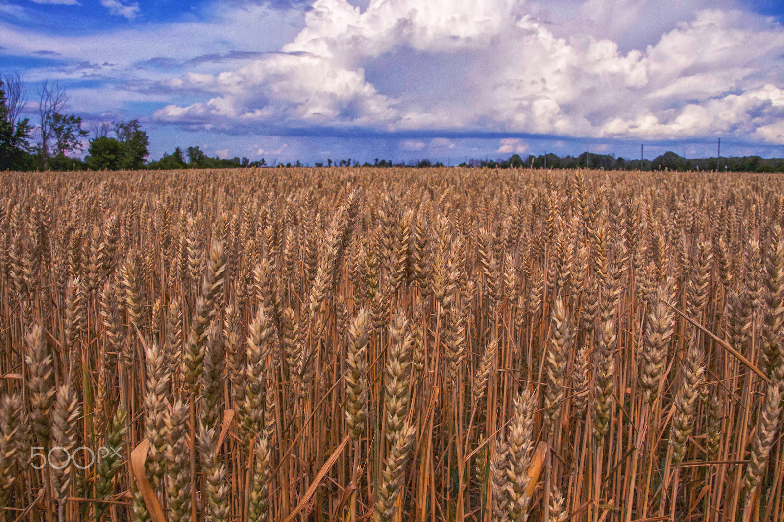 Canon EOS 650D (EOS Rebel T4i / EOS Kiss X6i) sample photo. Wheat field photography