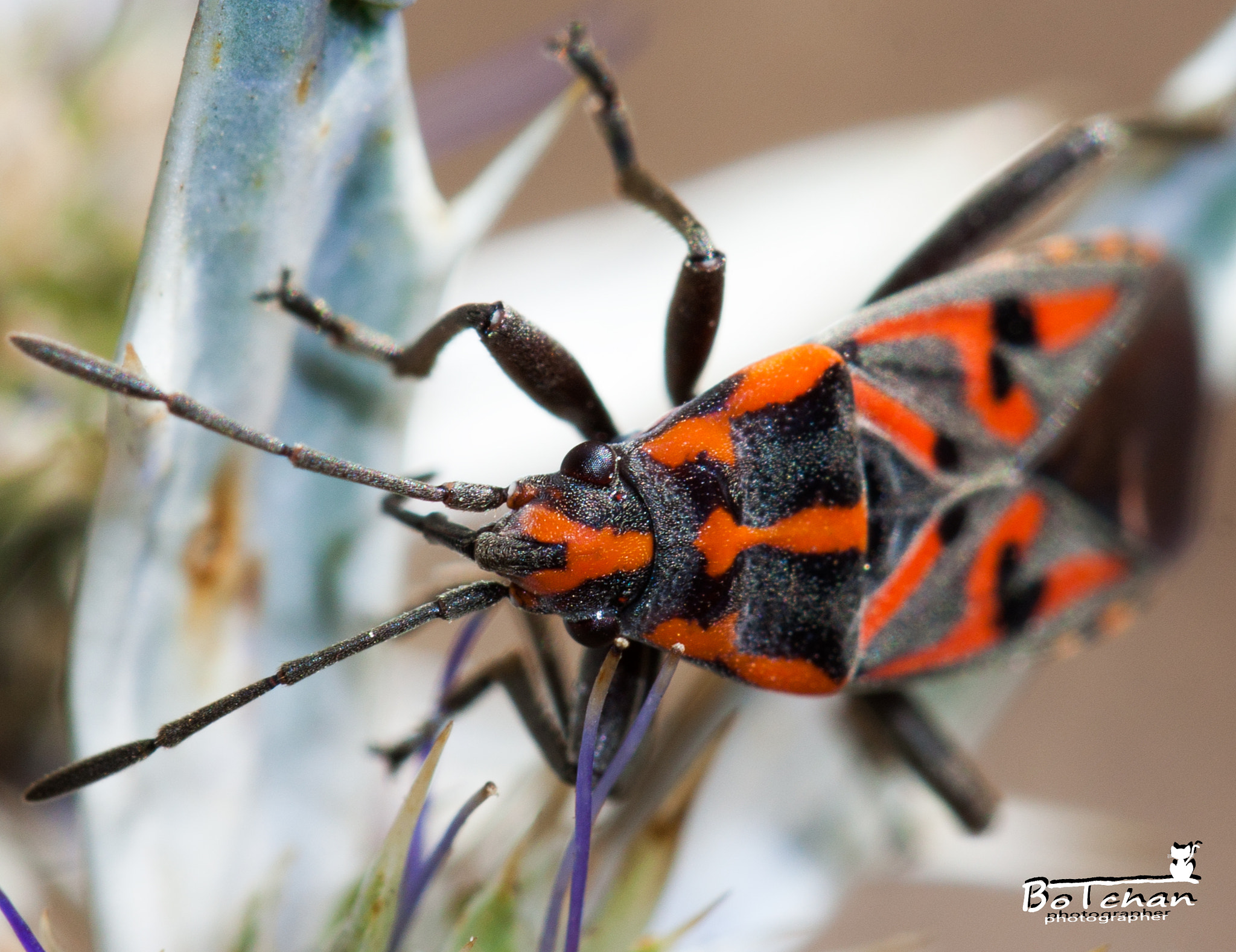 Canon EOS 50D + Canon EF 100mm F2.8L Macro IS USM sample photo. Spilostethus pandurus photography