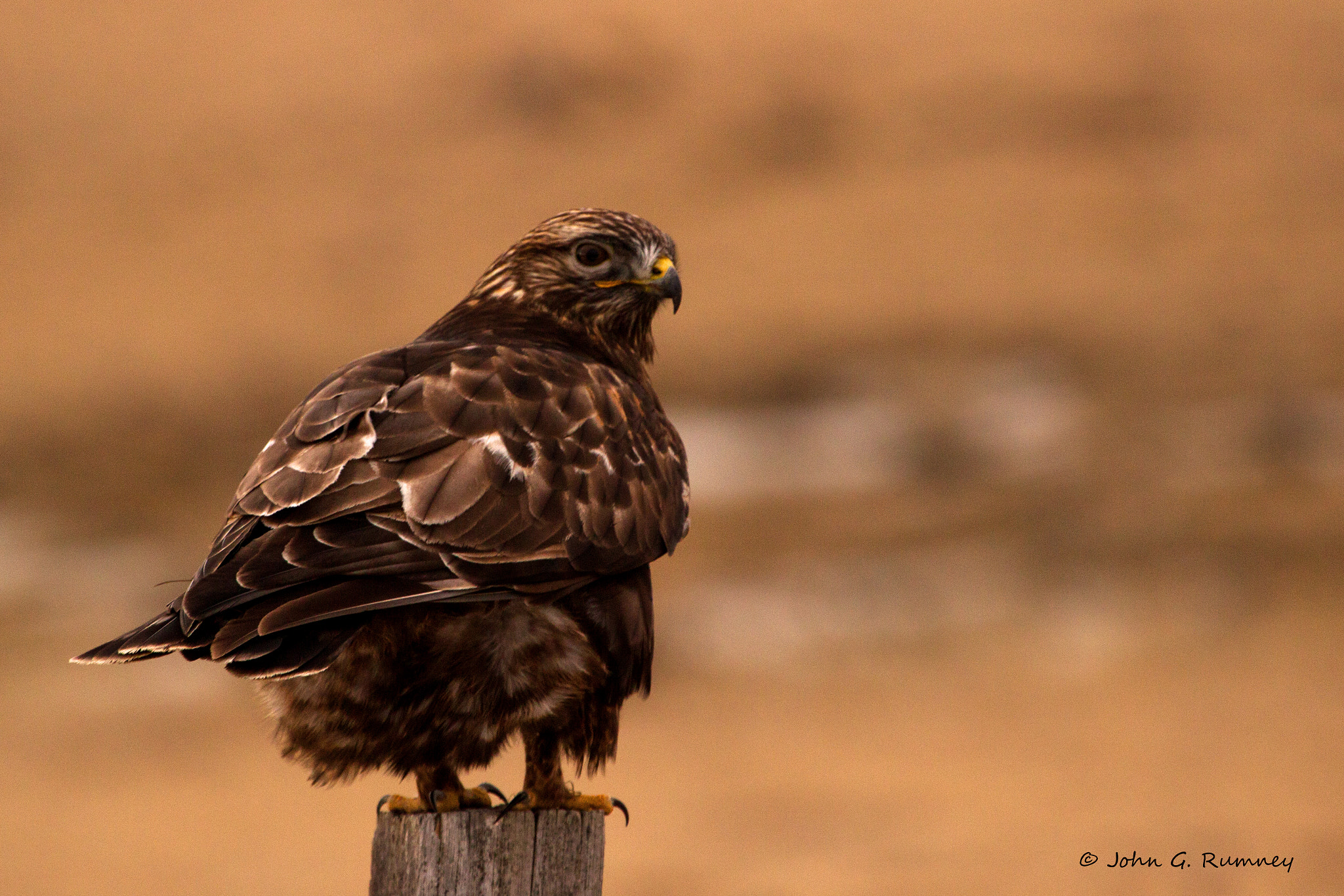 Canon EOS 600D (Rebel EOS T3i / EOS Kiss X5) + Canon EF 100-400mm F4.5-5.6L IS USM sample photo. Dark morph rough-legged hawk photography