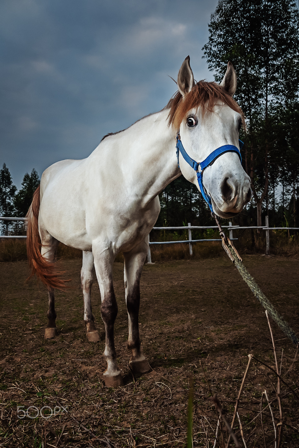 Sony Alpha DSLR-A700 sample photo. A curious horse photography