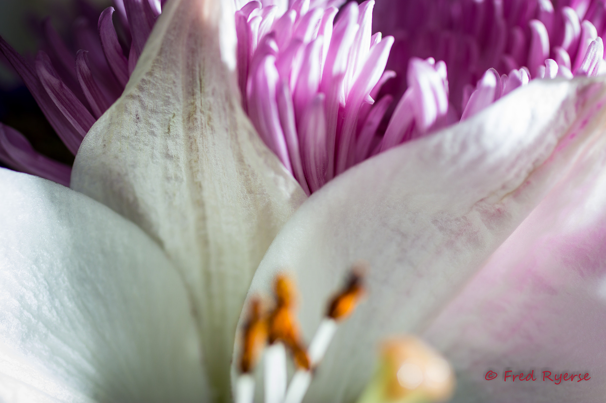 Canon EF 50mm F2.5 Macro sample photo. Home flowers photography