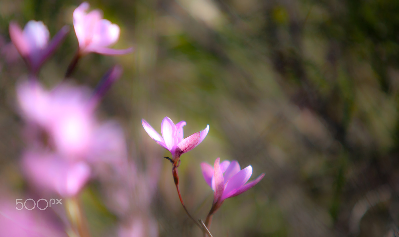 Canon EOS-1D Mark III sample photo. A pair of pink hesperantha photography