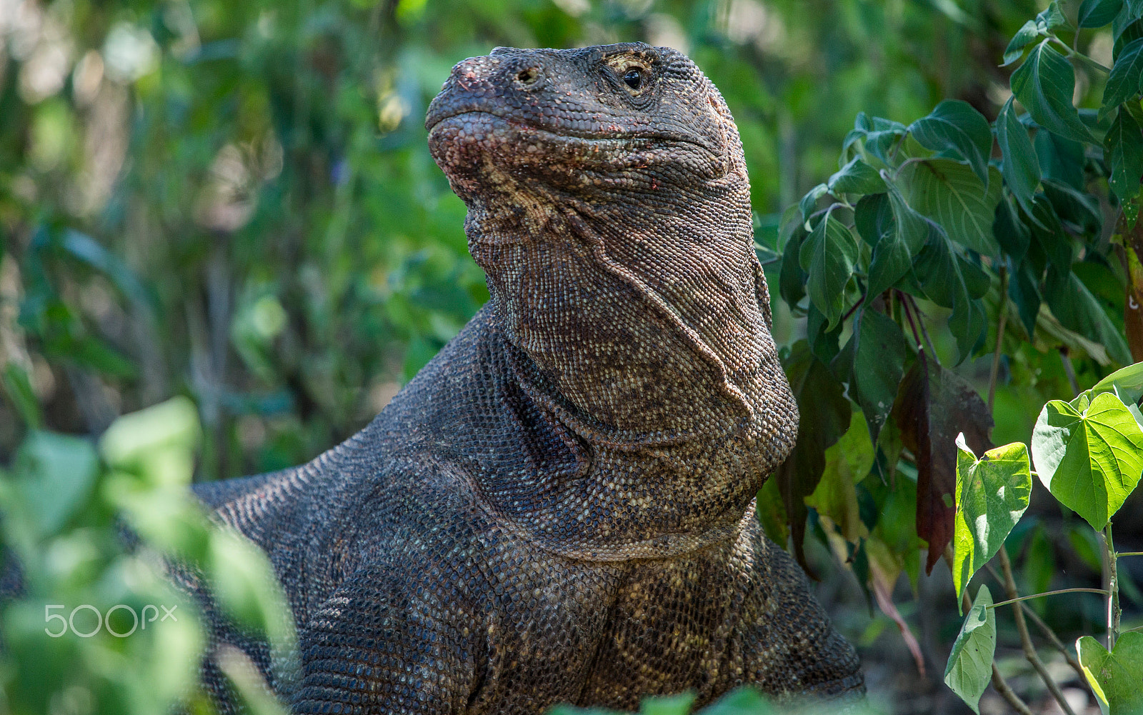 Canon EF 100-400mm F4.5-5.6L IS USM sample photo. Komodo dragon, komodo island, indonesia photography