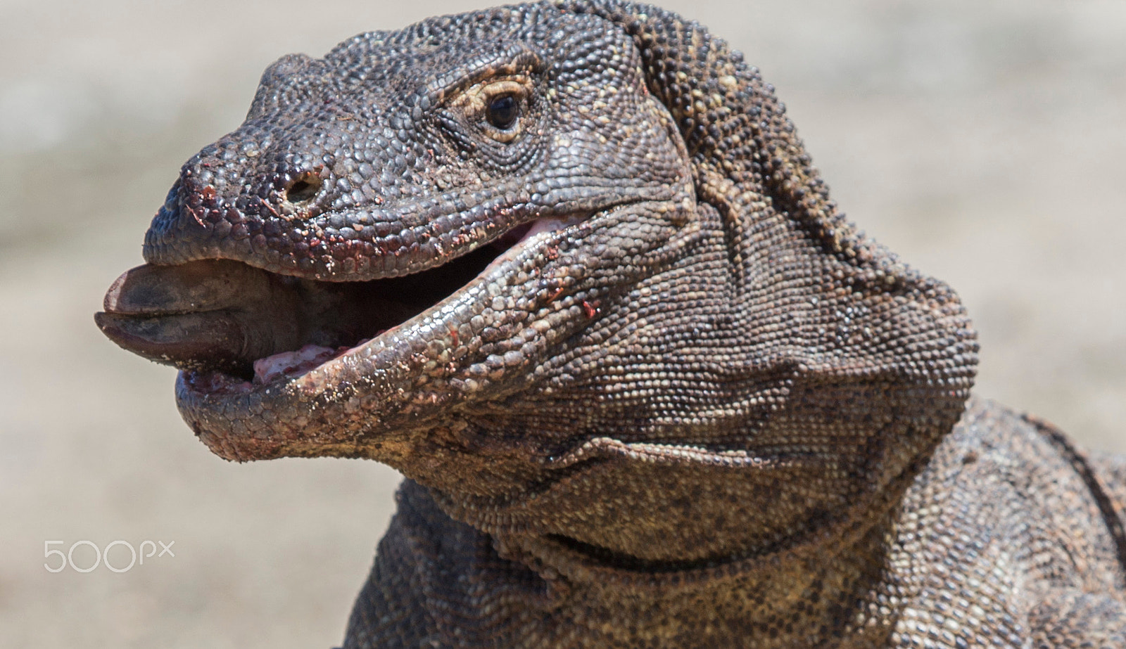 Canon EF 100-400mm F4.5-5.6L IS USM sample photo. Komodo dragon, komodo island, indonesia photography